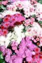 AGERATUM****HAWAII MIX******100 SEED