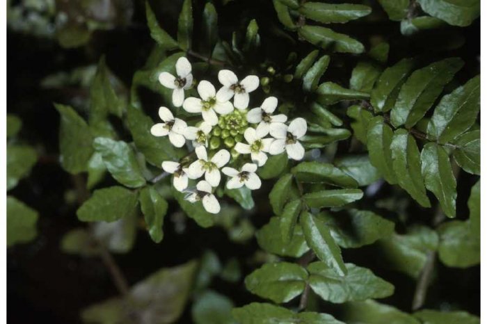 TRUE WATERCRESS***HEIRLOOM****50 SEED