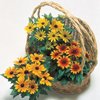 RUDBECKIA**BECKY MIX****100 SEED