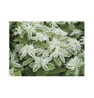 EUPHORBIA**SNOW ON THE MOUNTAIN****25 SEED