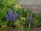 VERONICA SPEEDWELL***HEIRLOOM******500 SEED