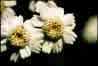 SNEEZEWORT********MEDICINAL**HEIRLOOM**100 SEED