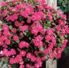LOBELIA***MOON ROSE**********100 SEED