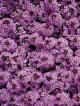 ALYSSUM**WONDERLAND LAVENDER*********200 SEED