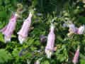 BEARD TONGUE**MEDICINAL HERB*HEIRLOOM*100 SEED
