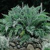 CARDOON***MEDICINAL*HEIRLOOM HERB****100 SEED