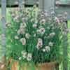 CHIVES***GARLIC*****HEIRLOOM**********500 SEED