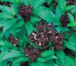 BASIL***THAI SIAM*****HEIRLOOM********100 SEED