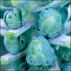 BRUSSEL SPROUT*LONG ISLAND IMPROVED**HEIRLOOM**50 SEED