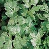 CILANTRO/CORIANDER*SANTO***HERILOOM***500 SEED