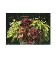 COLEUS**RAINBOW FLORIST MIX*******50 SEED