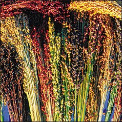 CORN*MIXED COLORS BROOMCORN***HEIRLOOM***100 SEED