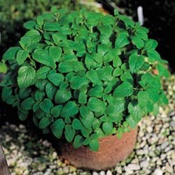 SPEARMINT*************************500 SEED