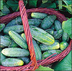 CUCUMBER**BUSHY****HEIRLOOM & ORGANIC****25 SEED