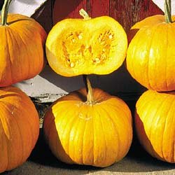PUMPKIN**CORNFIELD PUMPKIN*****HEIRLOOM***10 SEED