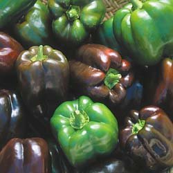 SWEET BELL PEPPER***CHOCOLATE BEAUTY***HEIRLOOM***20 SEED
