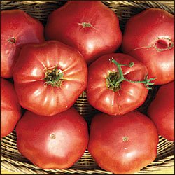 TOMATO***RED BRANDYWINE****HEIRLOOM*****10 SEED