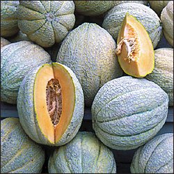 MELON**PRIDE OF WISCONSIN***HEIRLOOM***30 SEED