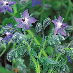 BORAGE***HERB**HEIRLOOM******50 SEED