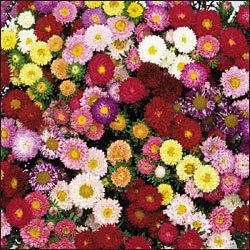 CHINESE ASTER**MATSUMOTO MIX**HEIRLOOM**75 SEED