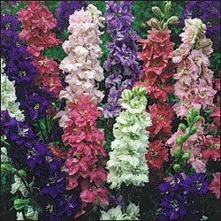DELPHINIUM*GIANT IMPERIAL LARKSPUR*HEIRLOOM**100 SEED