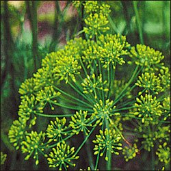 DILL*GRANDMA EINCK'S DILL**HEIRLOOM & ORGANIC***30 SEED