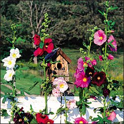 OUTHOUSE HOLLYHOCK***HEIRLOOM & ORGANIC**30 SEED
