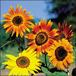 SUNFLOWER**AUTUMN BEAUTY***HEIRLOOM****50 SEED