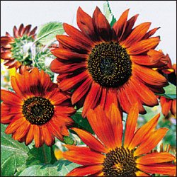 SUNFLOWER**VELVET QUEEN***HEIRLOOM***50 SEED