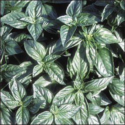 SWEET BASIL*GENOVESE**HEIRLOOM & ORGANIC**100 SEED