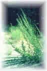 MUGWORT***MEDICINAL HERB*****200 SEED
