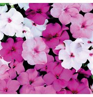 IMPATIENS**ACCENT SERIES**MYSTIC MIX*******50 SEED