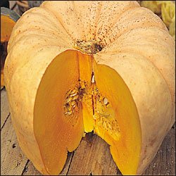 PUMPKIN**AUSTRALIAN BUTTER SQUASH**HEIRLOOM**100 SEED