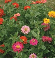 ZINNIA**GIANT CACTUS*************100 SEED