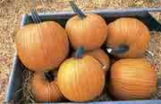 PUMPKIN**JACK-O-LANTERN-RACER********20 SEED