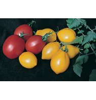 TOMATO*DEBARAO**HEIRLOOM & ORGANIC****10 SEED