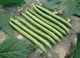 GREEN BEAN**PROVIDER***ORGANIC*******50 SEED