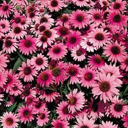 ECHINACEA***MEDICINAL HERB****100 SEED