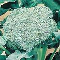 BROCCOLI*PACKMAN************100 SEED
