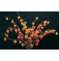 CHINESE LANTERNS*EVERLASTING CUTFLOWER**200 SEED