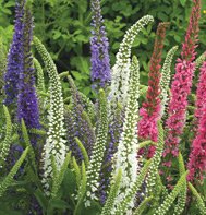 VERONICA*SIGHTSEEING MIX***100 SEED
