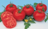 TOMATO*MOSKVICH**HEIRLOOM & ORGANIC***30 SEED