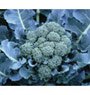BROCCOLI*DE CICCO***HEIRLOOM& ORGANIC**100 SEED