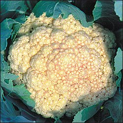 CAULIFLOWER**EARLY SNOWBALL**HEIRLOOM**50 SEED