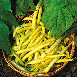 BEAN-YELLOW**BRITTLE WAX**HEIRLOOM***50 SEED