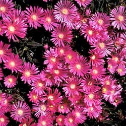 DELOSPERMA*TABLE MOUNTAIN (ICEPLANT)***50 SEED