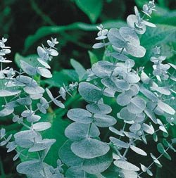 EUCALYPTUS****HEIRLOOM***50 SEED