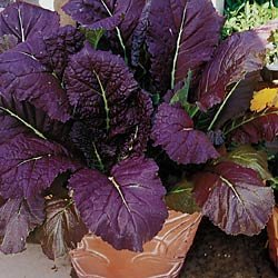 MUSTARD GREENS-RED GIANT****50 SEED
