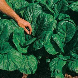 MUSTARD GREENS-SAVANNAH*****50 SEED