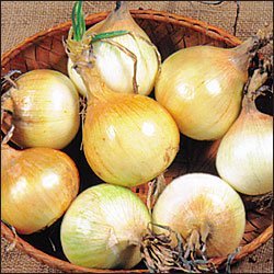 ONION-AUSTRALIAN BROWN***HEIRLOOM***75 SEED